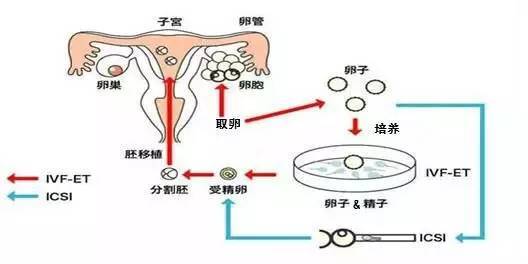 山东供卵机构排名